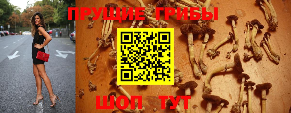 Галлюциногенные грибы Psilocybe Курчатов