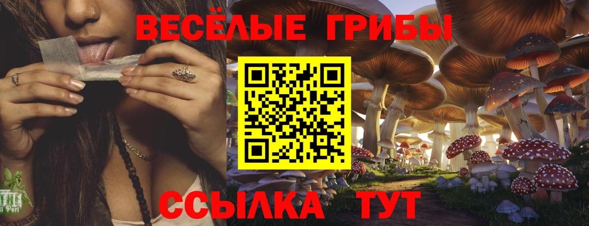 Курчатов  Галлюциногенные грибы прущие грибы  Вход с VPN 